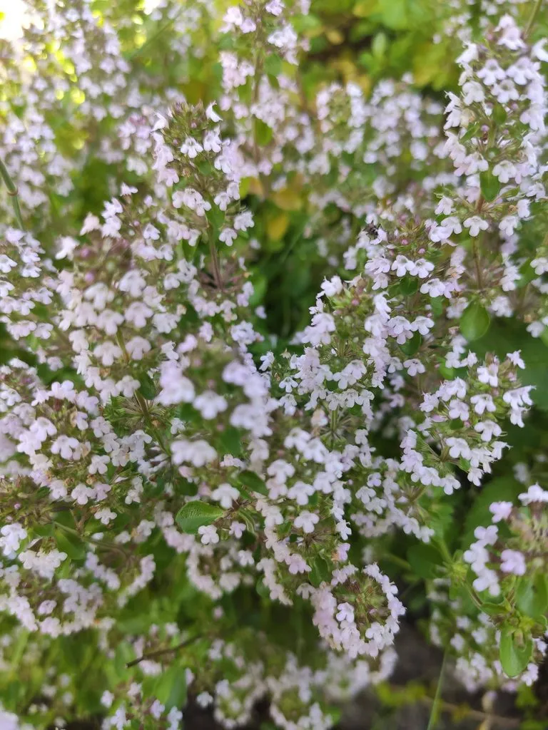 Кафе «У пани Сони»