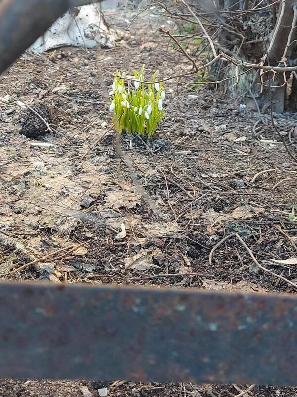 Чайная беседка