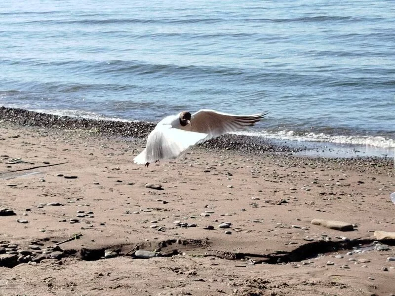 Фотонастроение