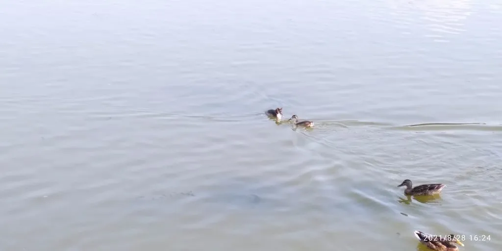 Tapтaлeтки & Ко