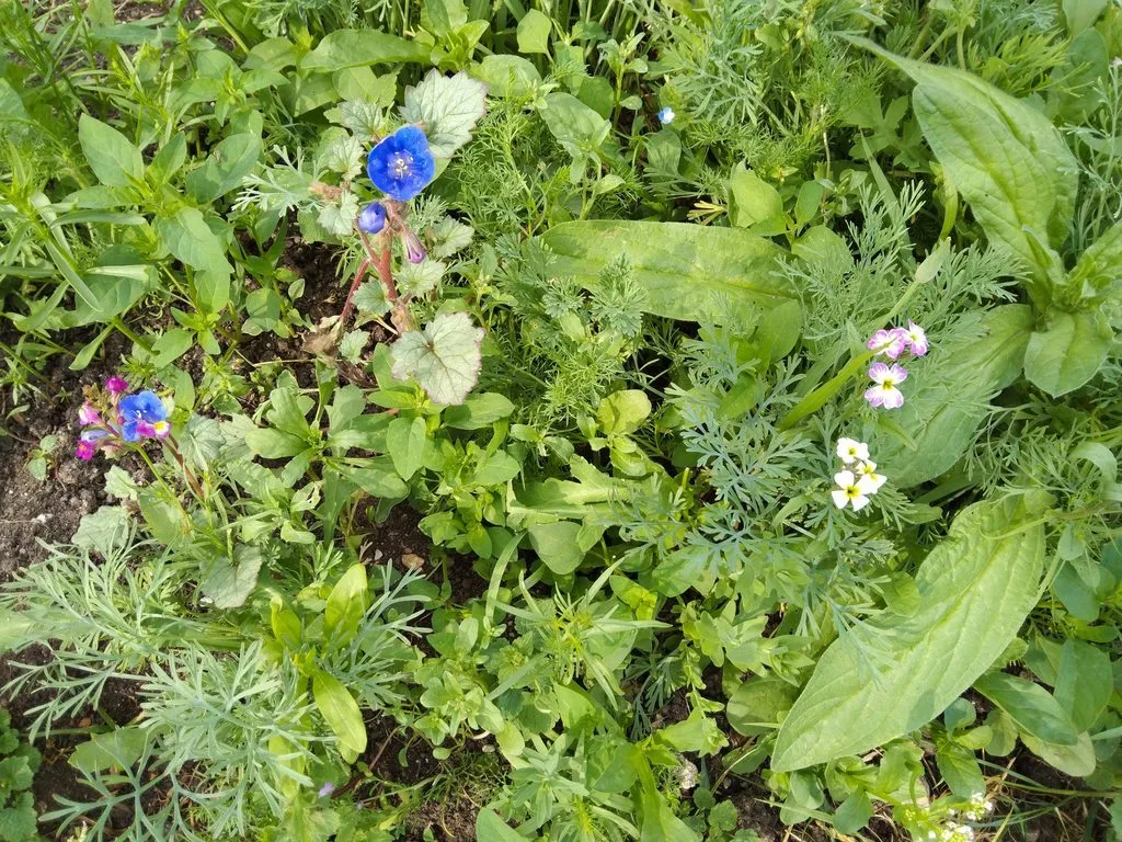 Чайная беседка