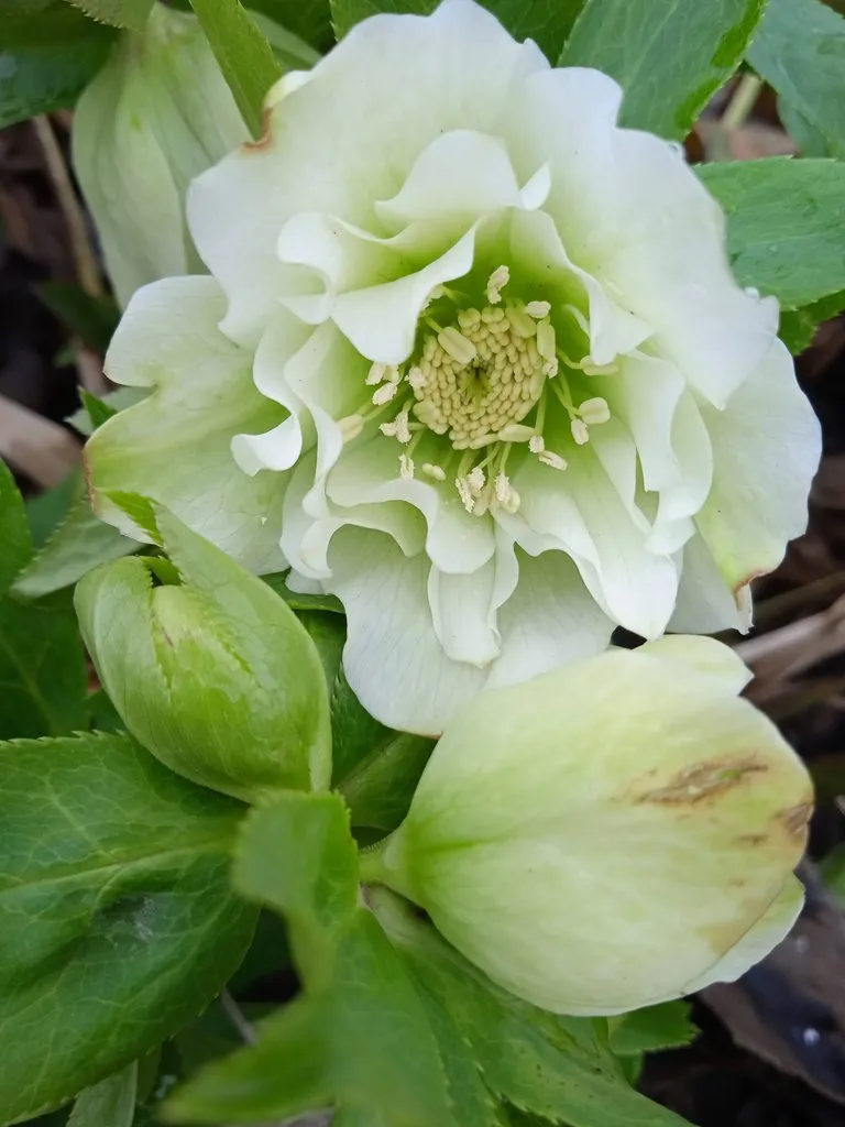 Чайная беседка