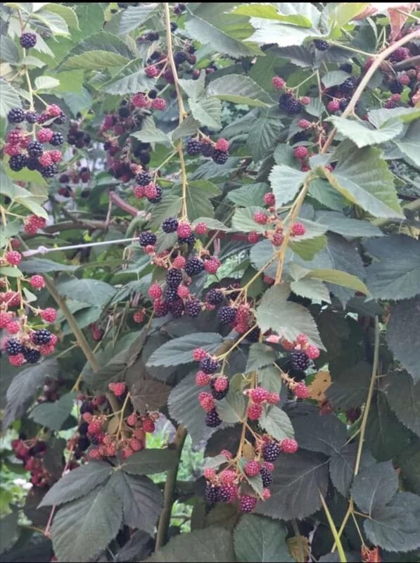 Чайная беседка