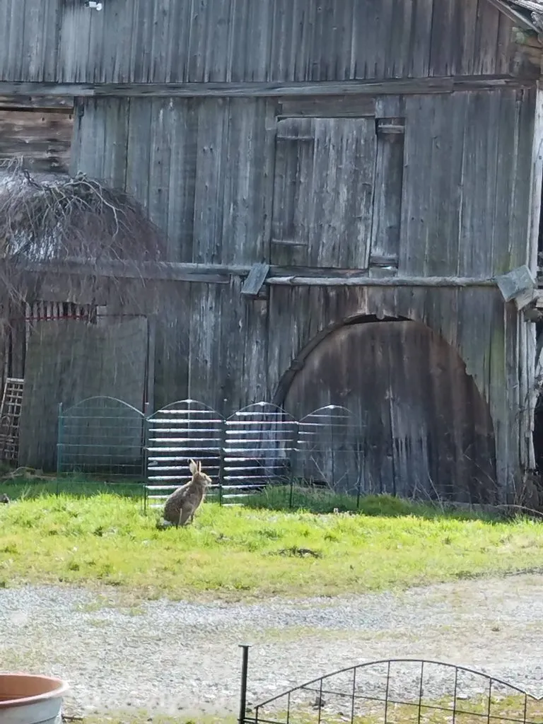 Чайная беседка