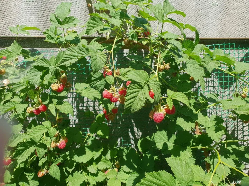 Чайная беседка