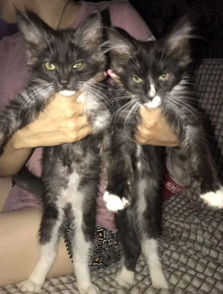 Tapтaлeтки & Ко