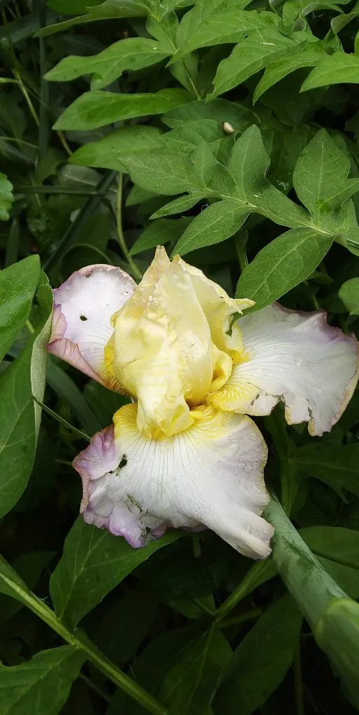 Чайная беседка