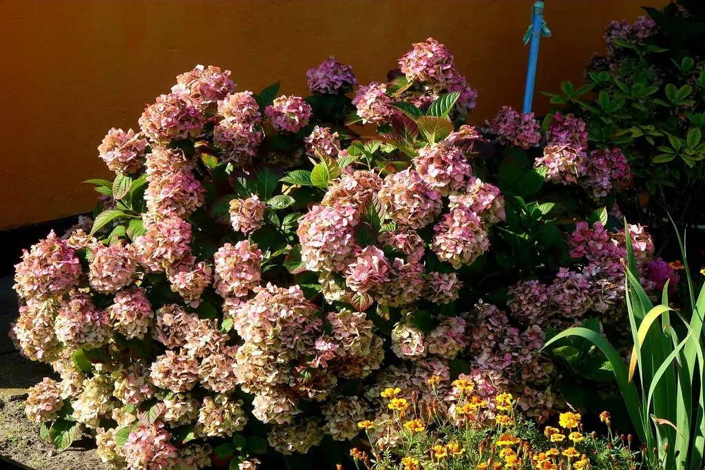 Флора