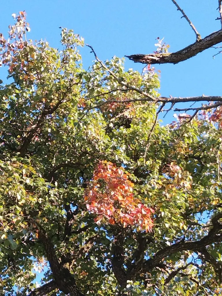 Чайная беседка