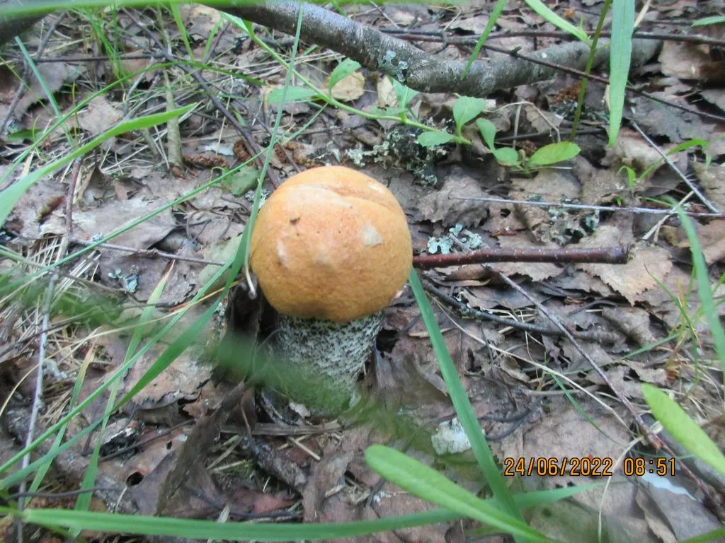 По грибы с лукошком