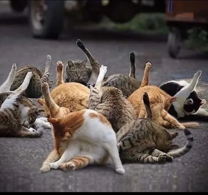 Кошичкина полиция