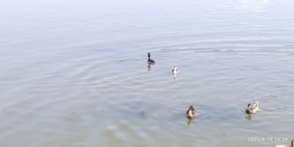 Tapтaлeтки & Ко