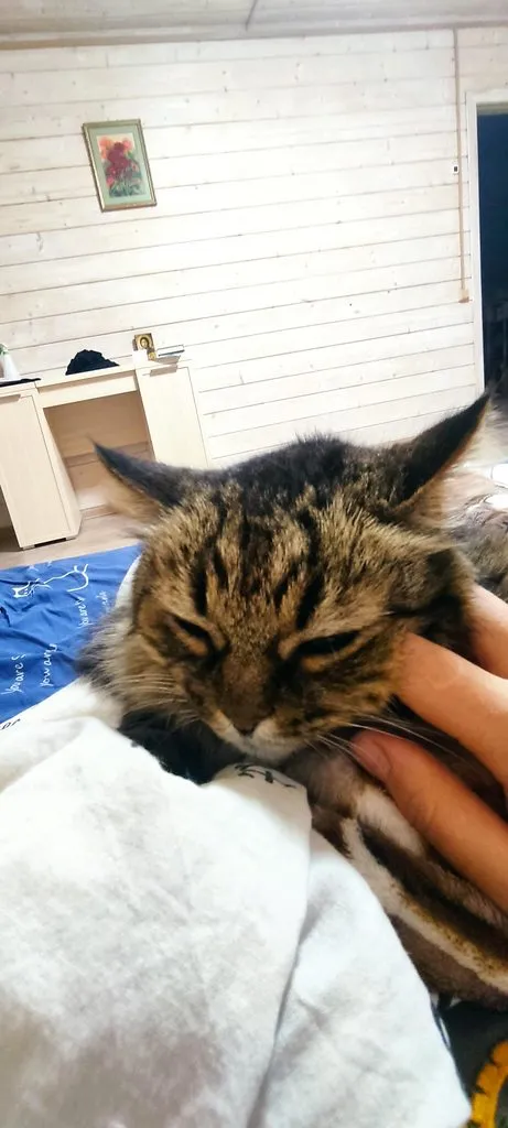 Tapтaлeтки & Ко