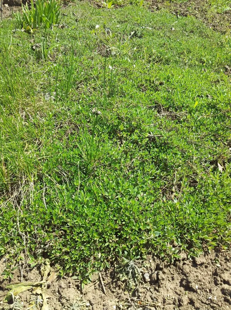 Чайная беседка