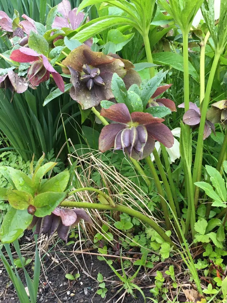 Чайная беседка