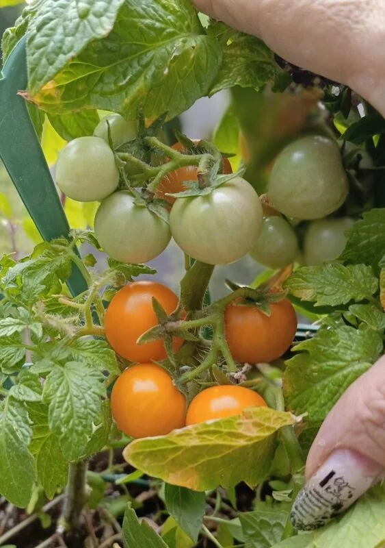 Tapтaлeтки & Ко