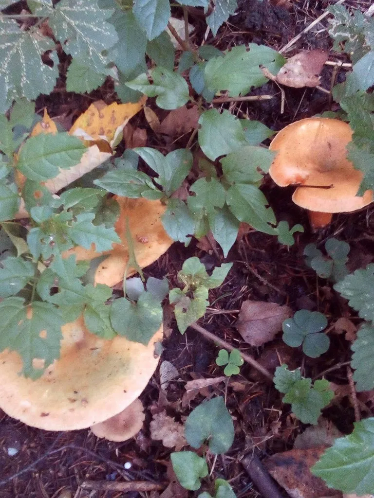 Чайная беседка