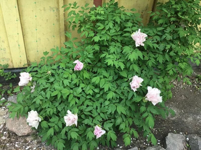 Чайная беседка