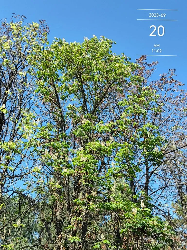 Чайная беседка