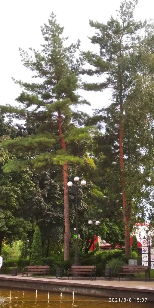 Tapтaлeтки & Ко