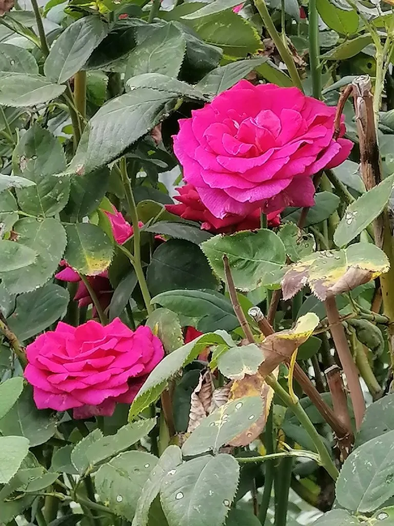 Чайная беседка