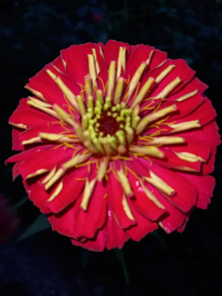 Чайная беседка