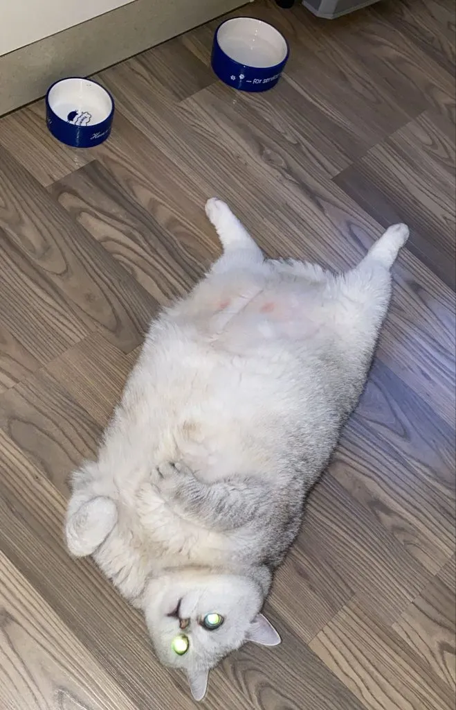 Tapтaлeтки & Ко