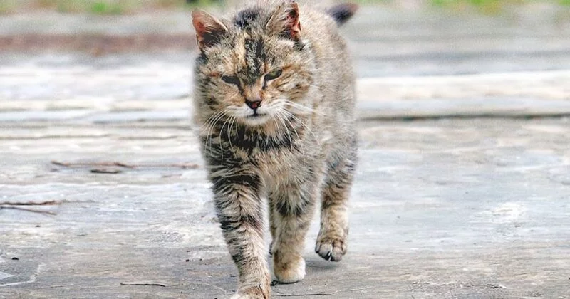 Рассказы для души