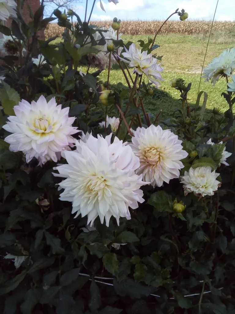 Чайная беседка