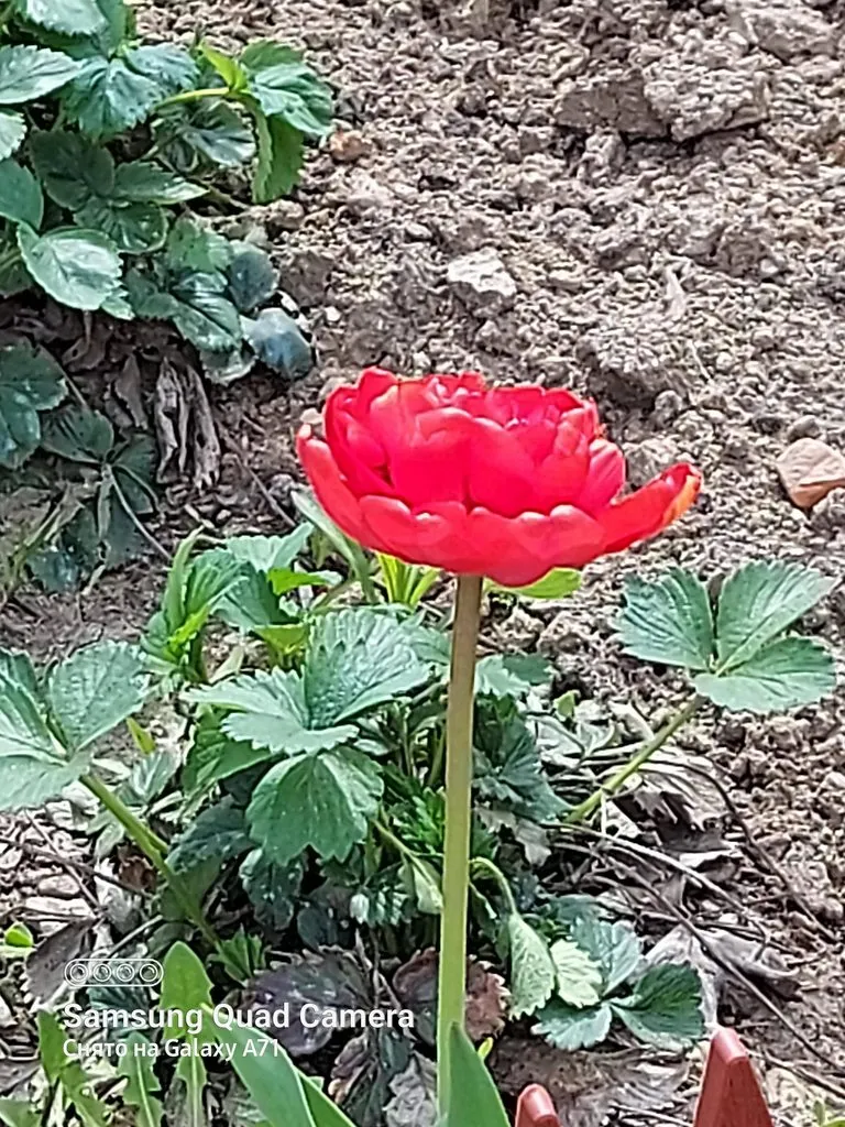 Чайная беседка