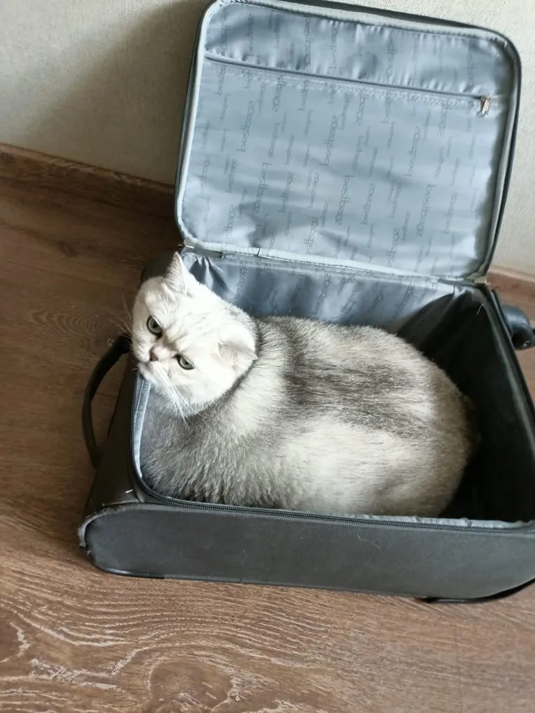 Tapтaлeтки & Ко