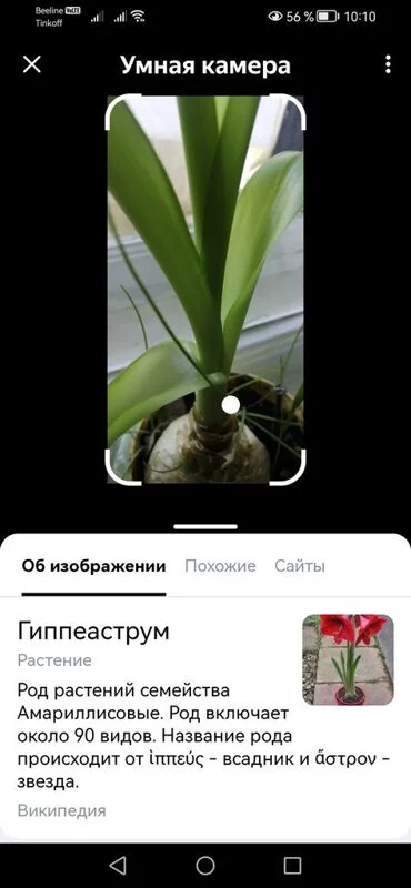 Цветочки: моем, пересаживаем, подкармливаем... (всё о комнатных растениях)