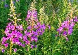 Чайная беседка