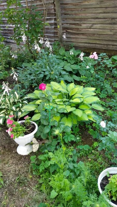 Чайная беседка