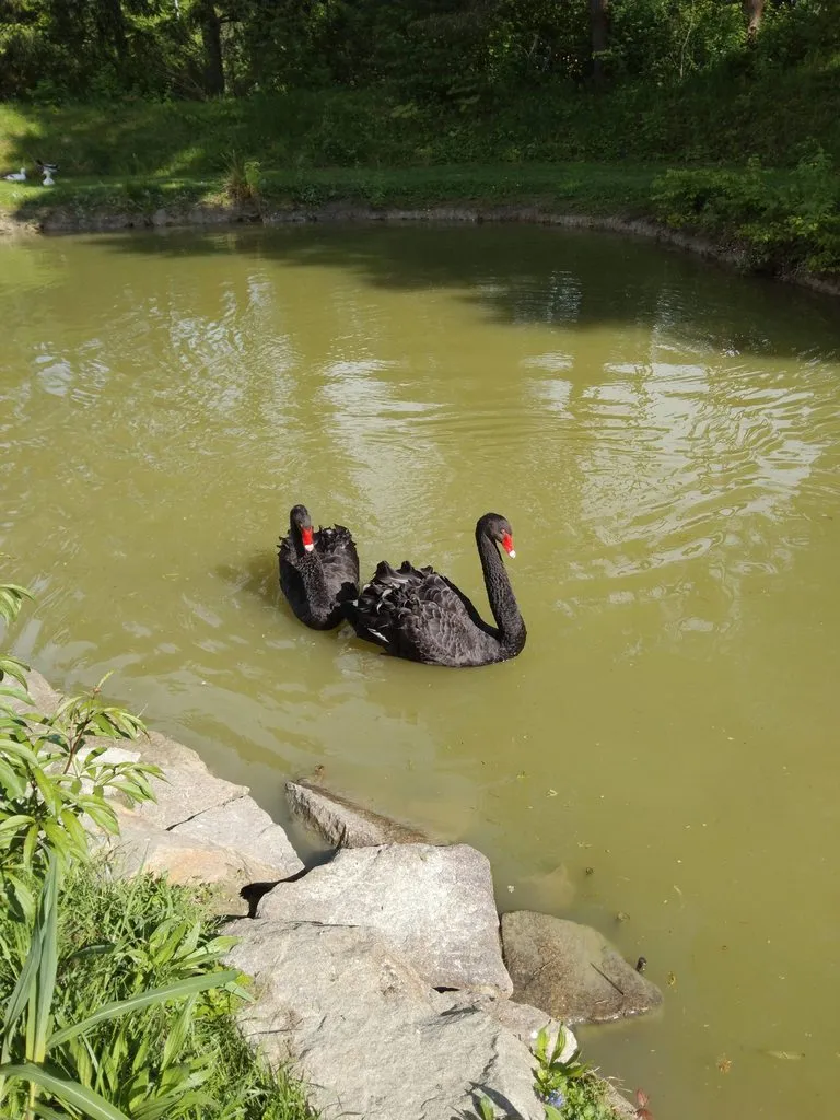 Чайная беседка