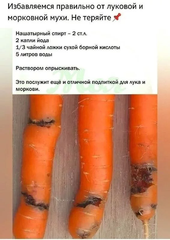 Садово-огородная  инфографика