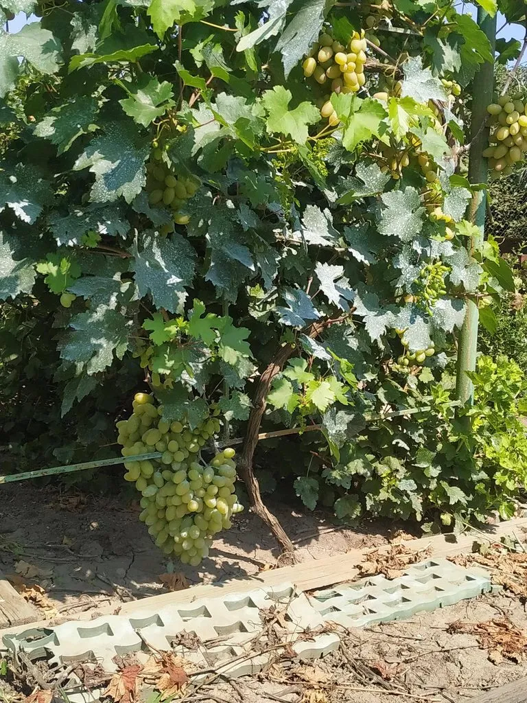 Чайная беседка