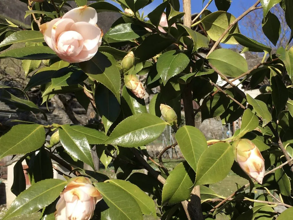 Чайная беседка