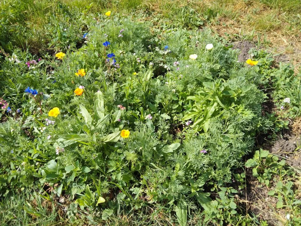 Чайная беседка