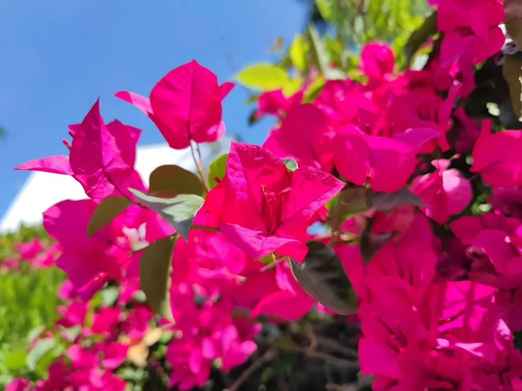 Флора