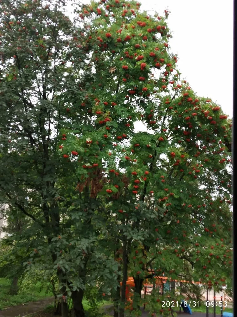 Чайная беседка