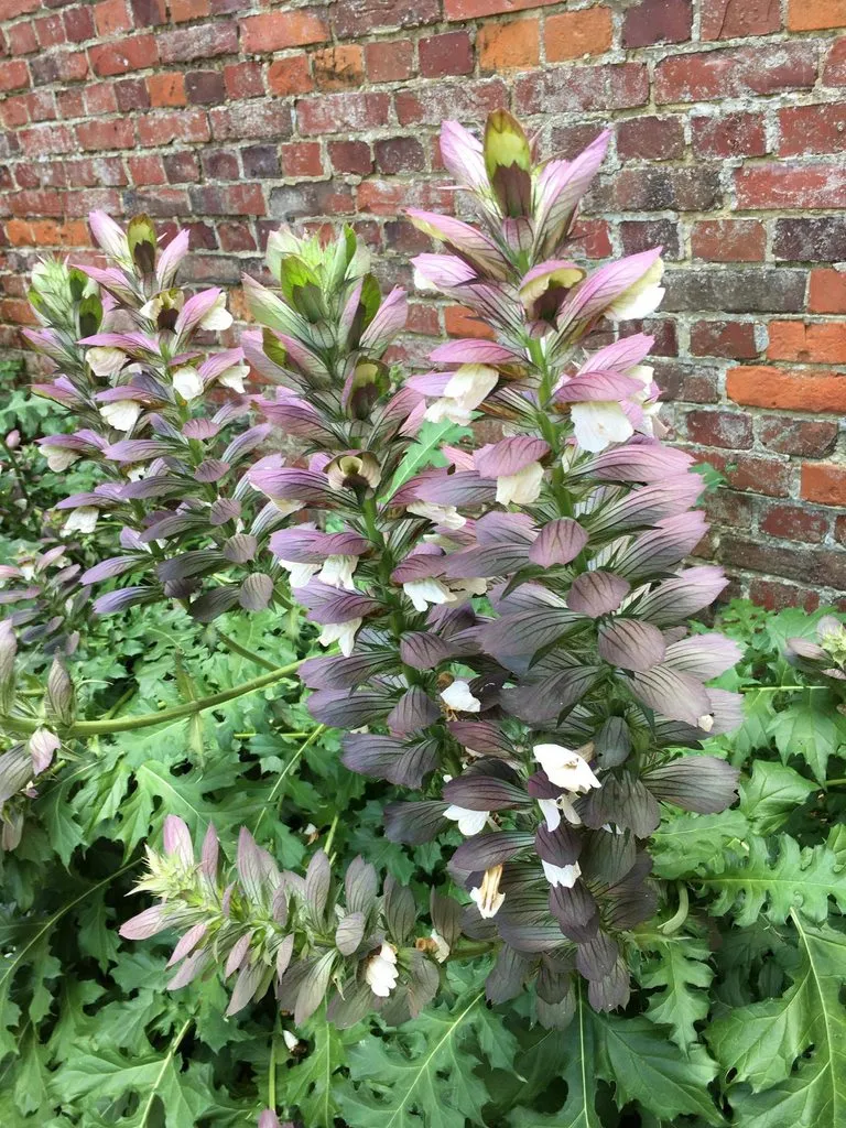 Чайная беседка