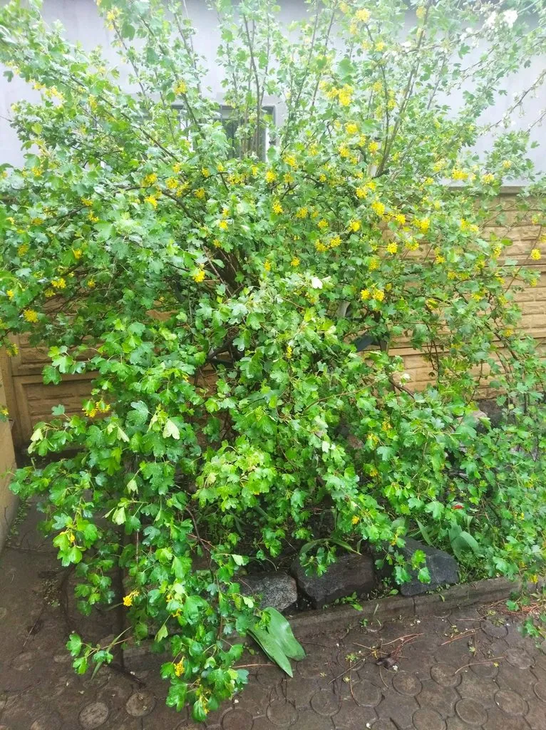 Чайная беседка