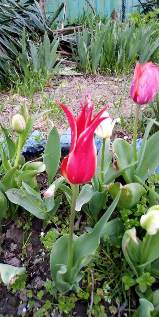 Чайная беседка