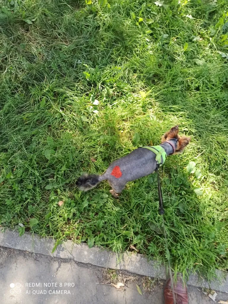 Человек собаке друг!!!