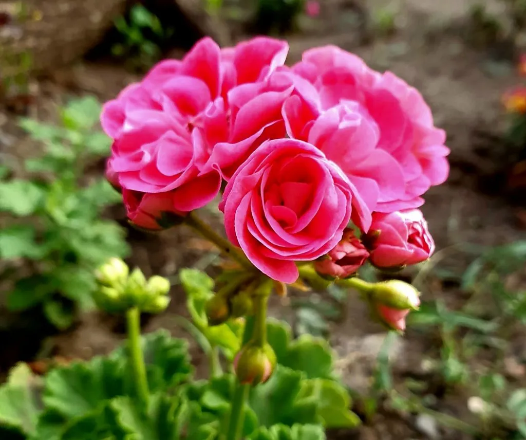 Чайная беседка