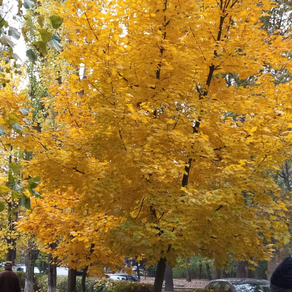 Чайная беседка