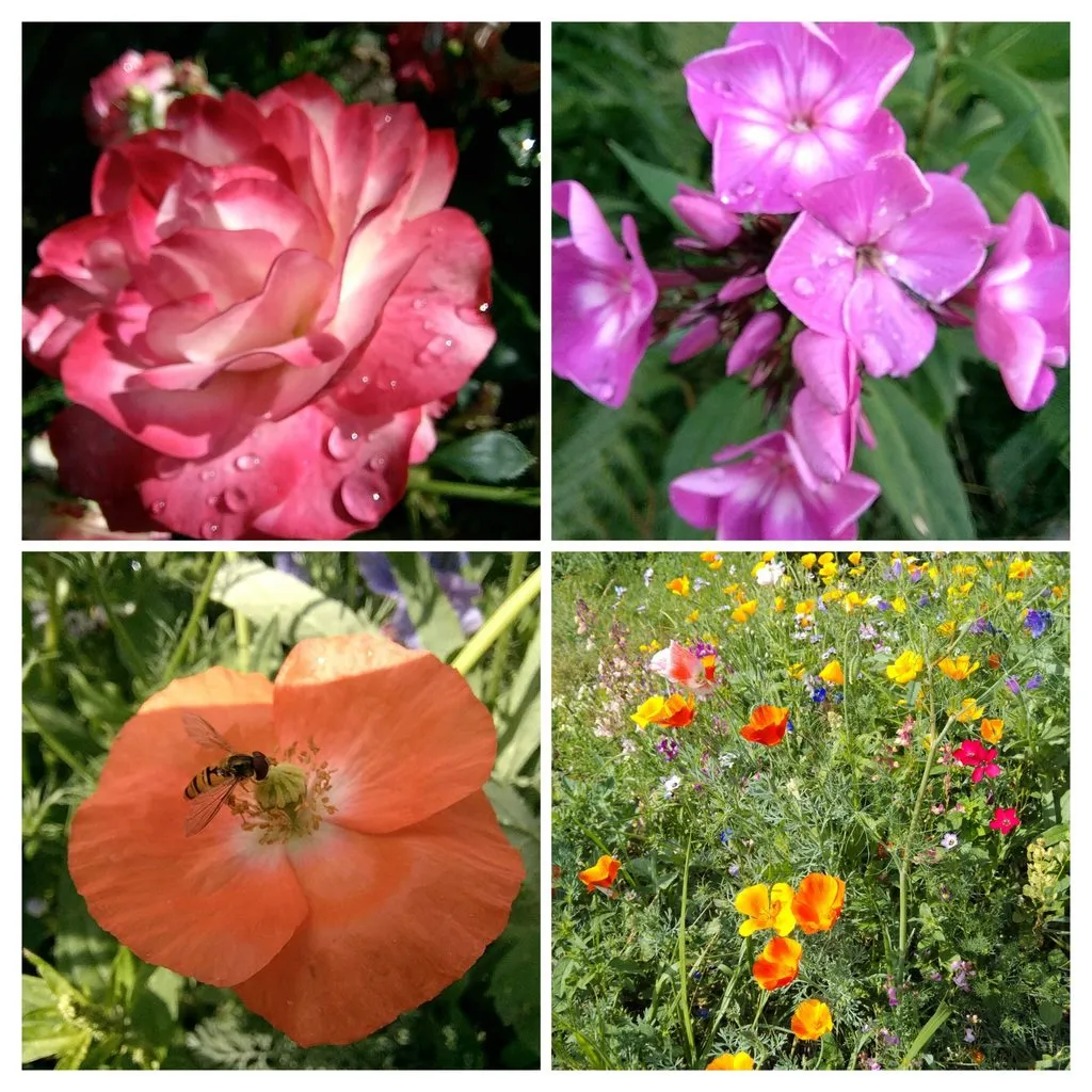 Чайная беседка