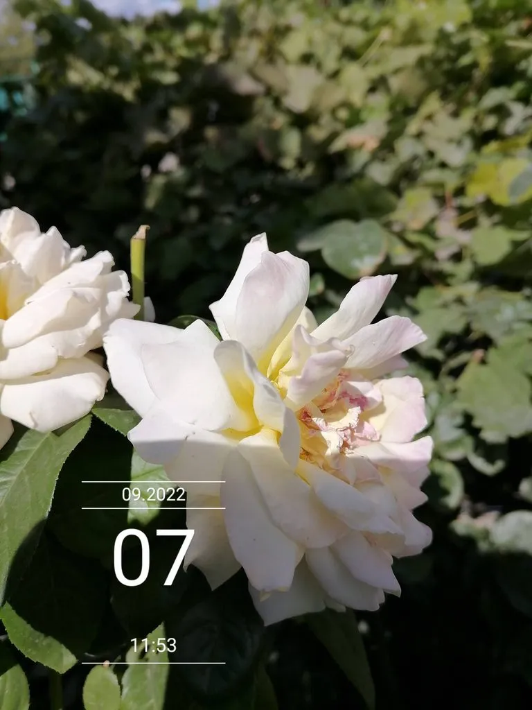 Чайная беседка