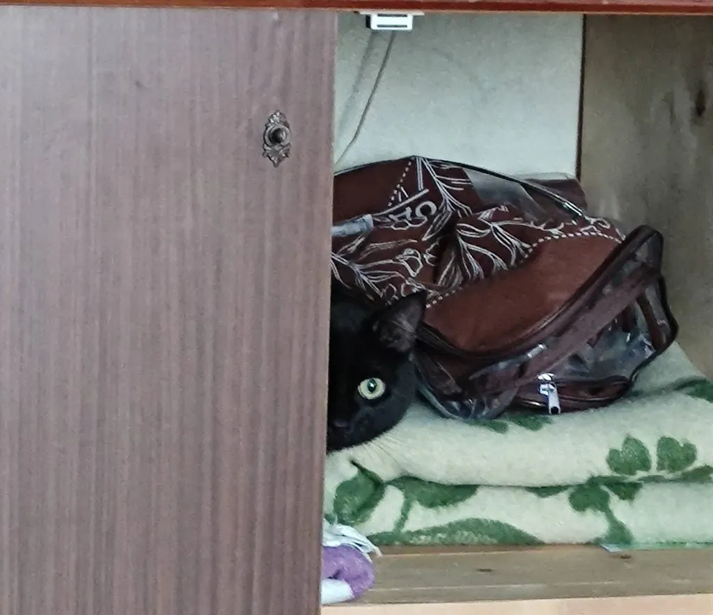 Кошичкина полиция